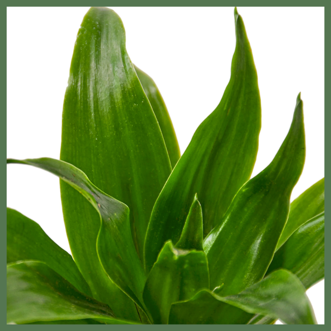 Dracaena 'Janet Craig' Plant-thumbmail-4