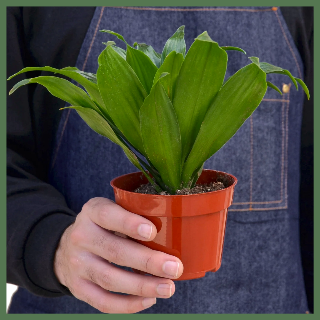 Dracaena 'Janet Craig' Plant-thumbmail-2