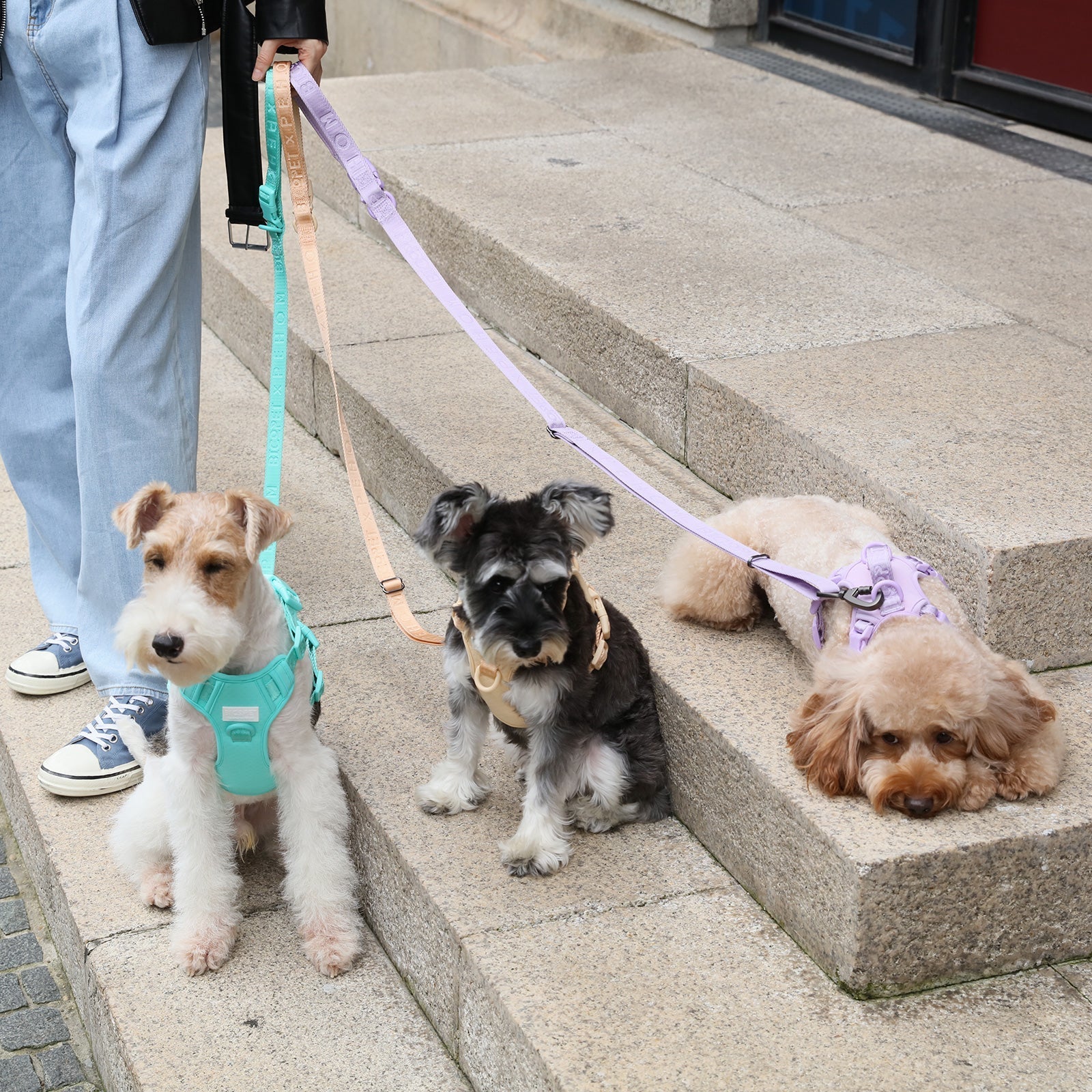 PADDED  ACTIVE  PET LEASH  - MINT PURPLE-thumbmail-2