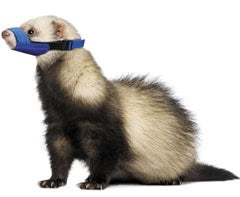 Quick Muzzle for Ferrets-thumbmail-1