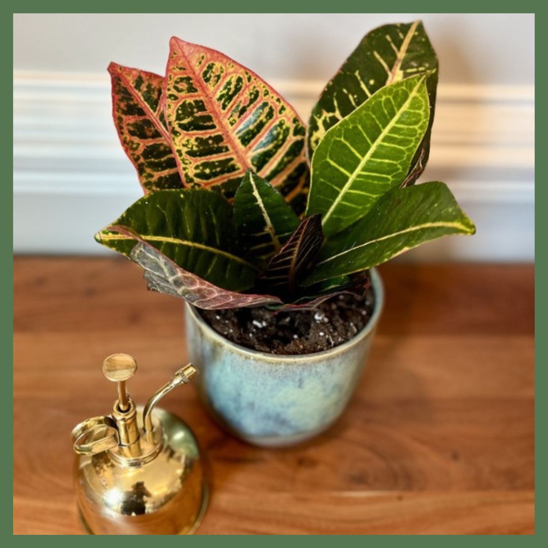 Unicorn Croton Petra Plant-thumbmail-3