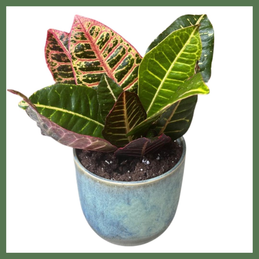 Unicorn Croton Petra Plant-thumbmail-1
