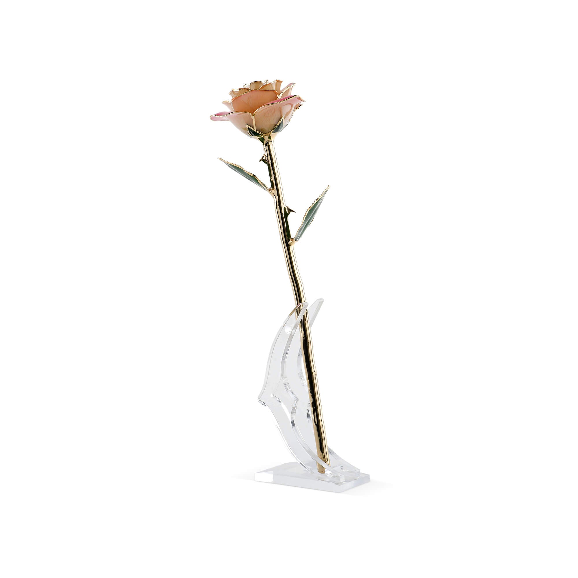 Timeless Rose (Light Pink)-thumbmail-5