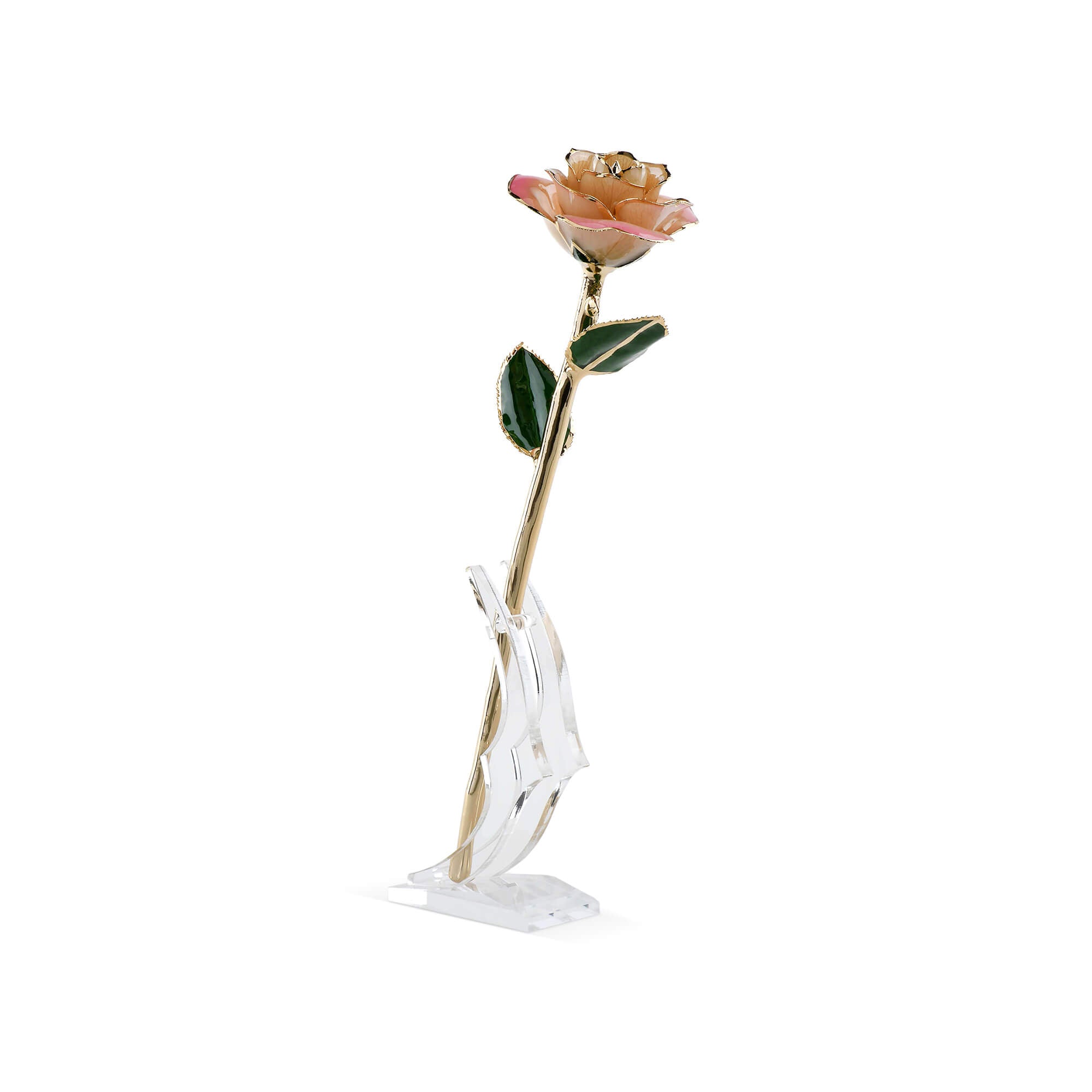 Timeless Rose (Light Pink)-thumbmail-1