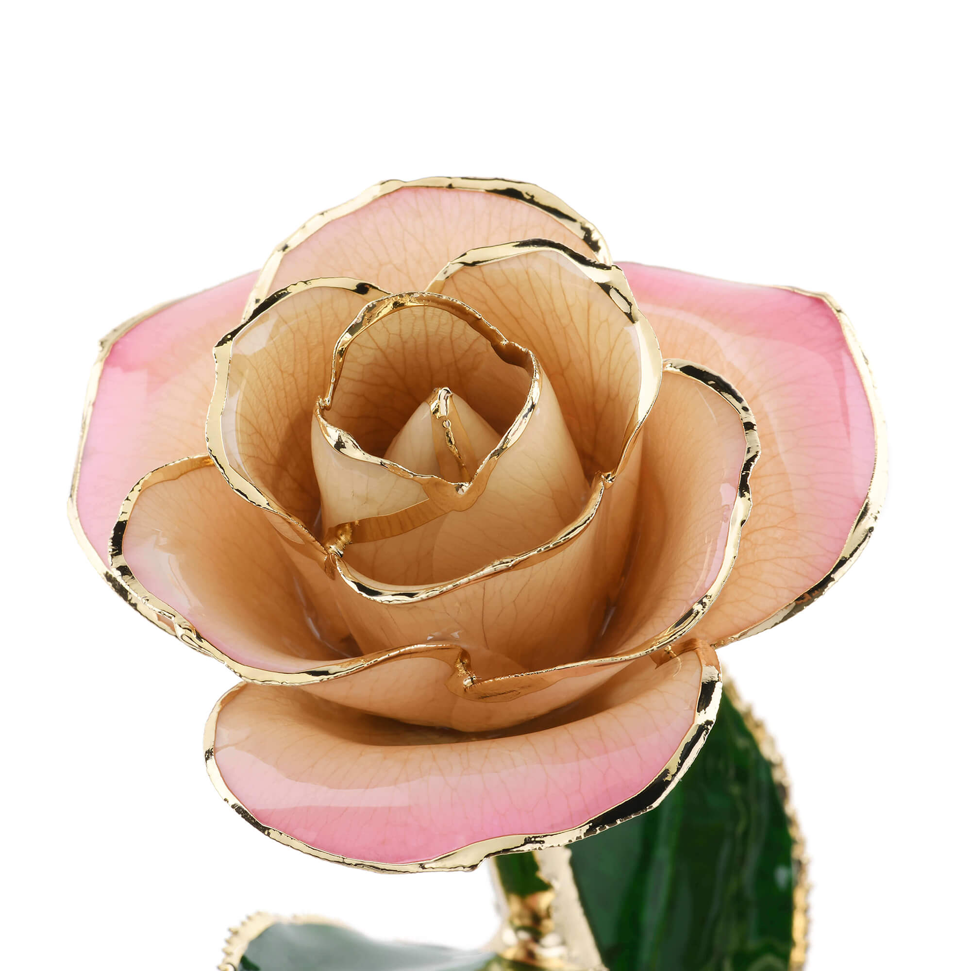 Timeless Rose (Light Pink)-thumbmail-2