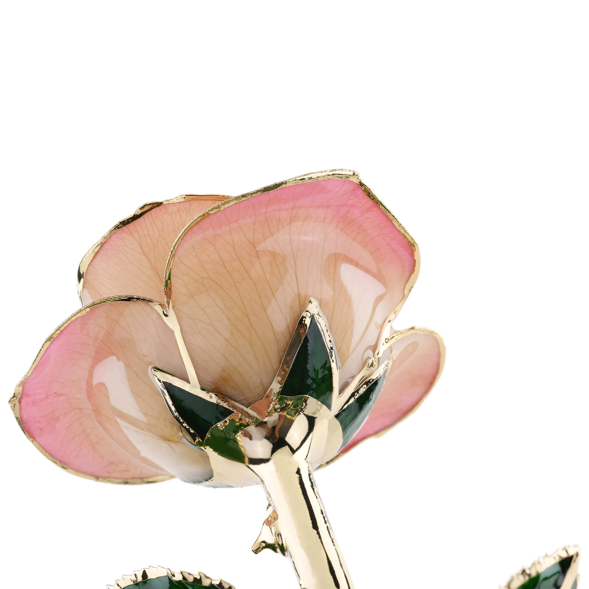 Timeless Rose (Light Pink)-thumbmail-3