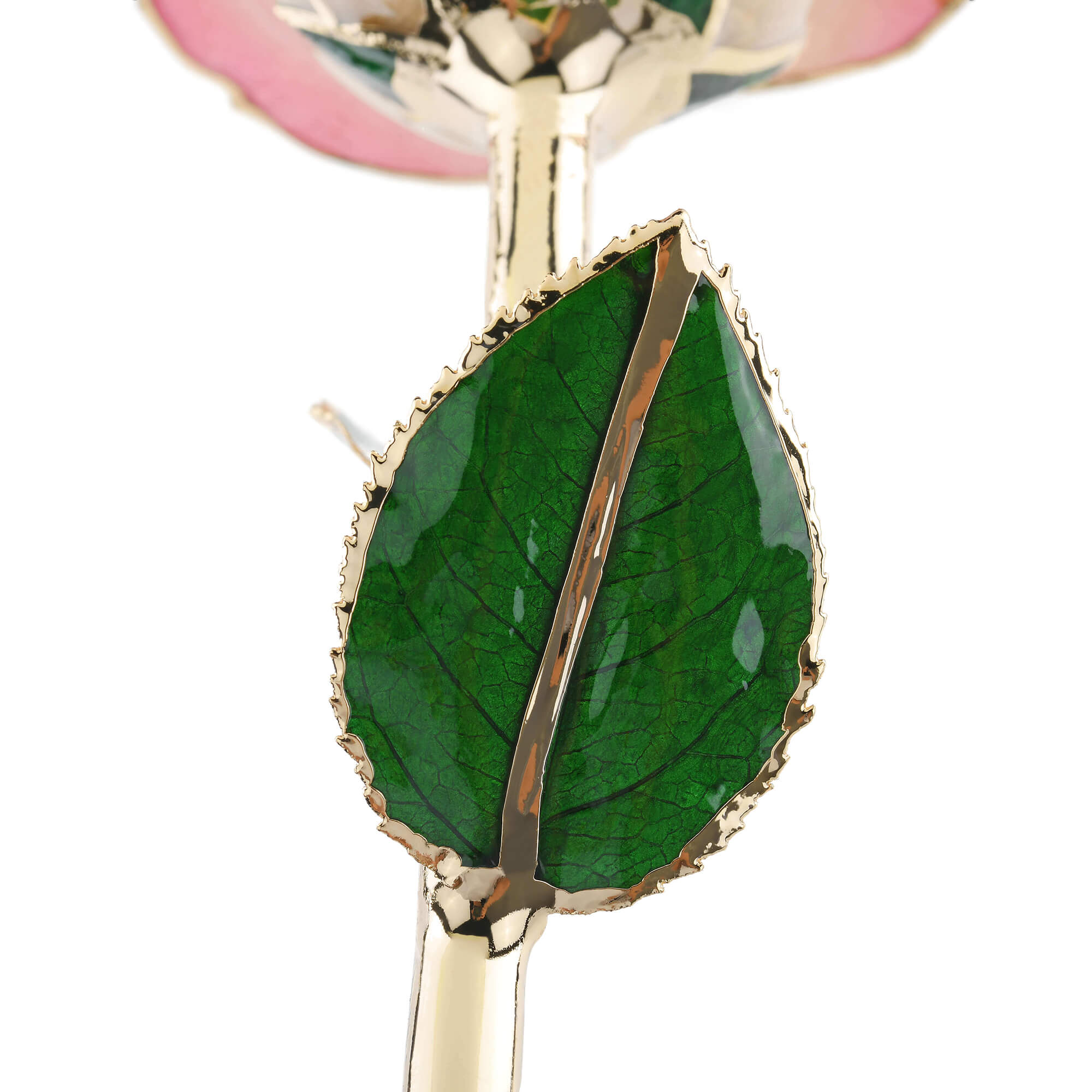 Timeless Rose (Light Pink)-thumbmail-4