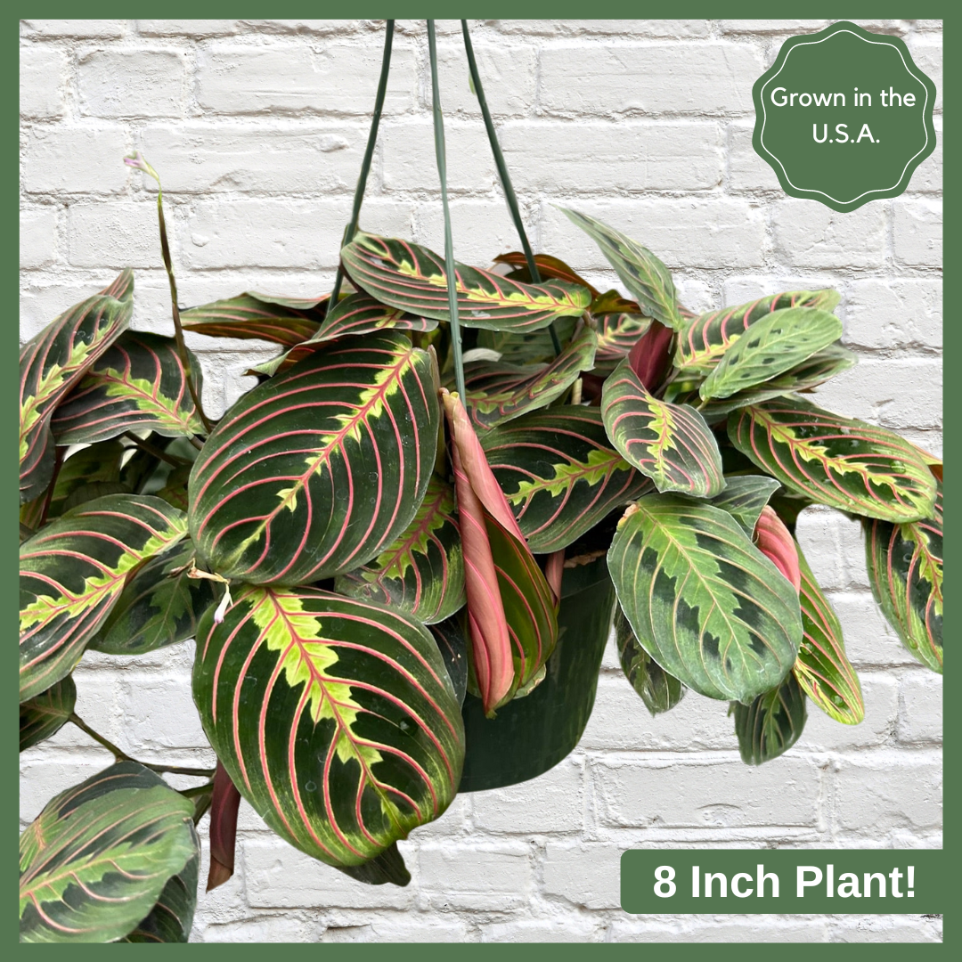 Living on a Prayer (Plant)-thumbmail-1