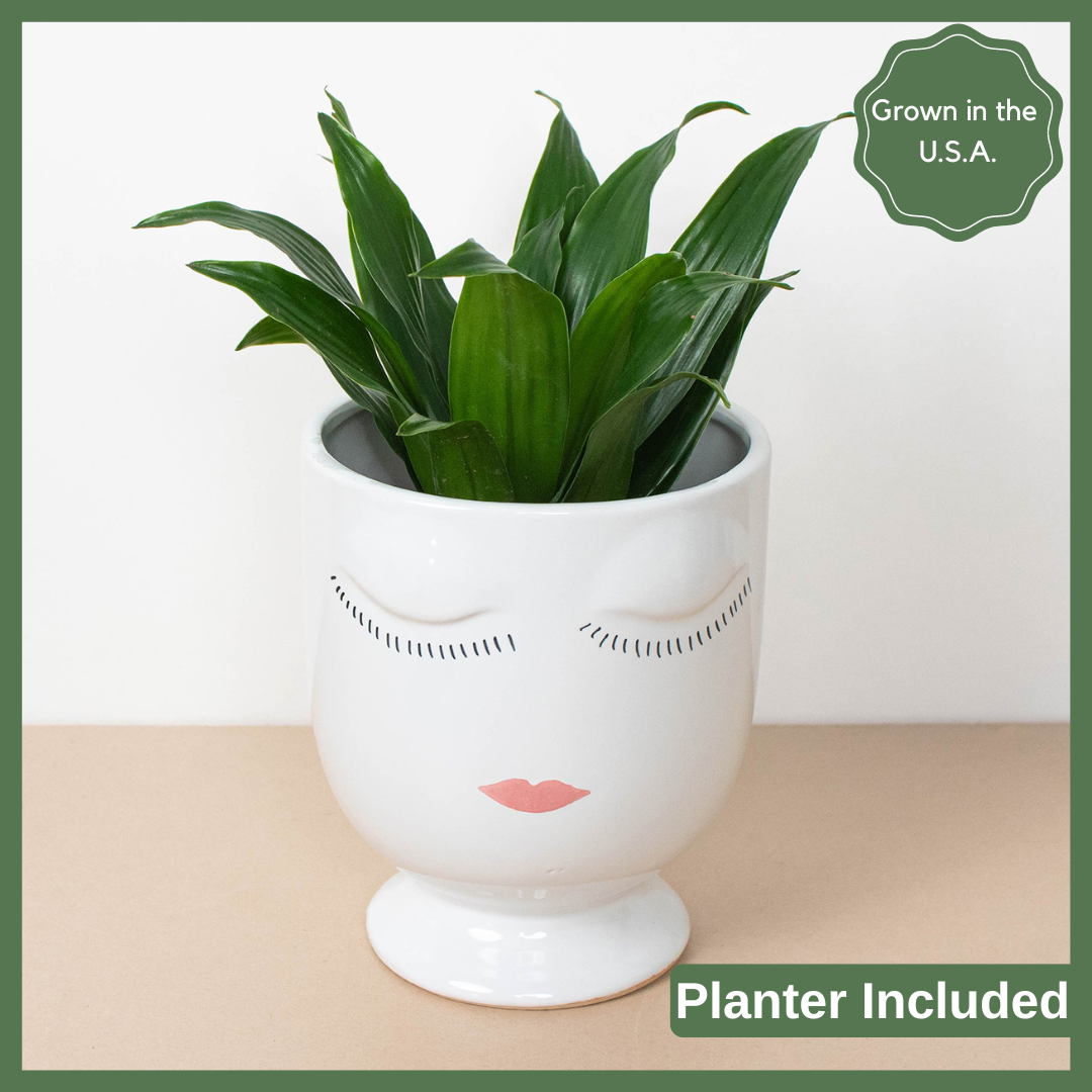 The Face Planter-thumbmail-2
