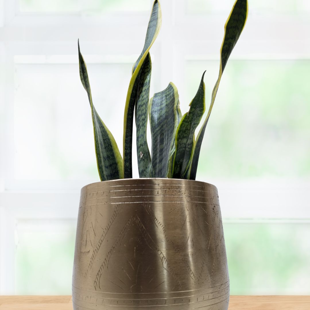 Snake Plant Laurentii-thumbmail-2