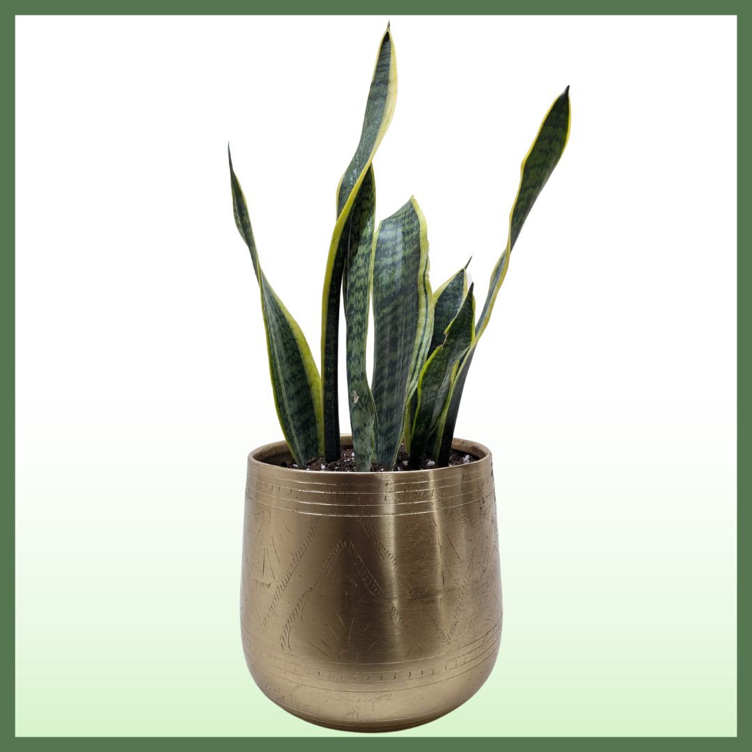 Snake Plant Laurentii-thumbmail-1