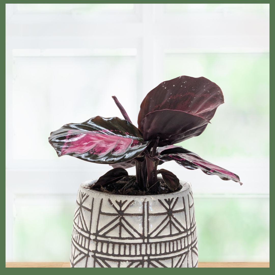 The Callie Plant-thumbmail-4