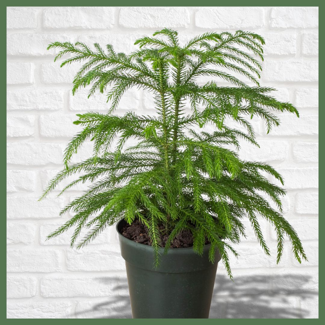 Norfolk 'Island Pine'-thumbmail-1