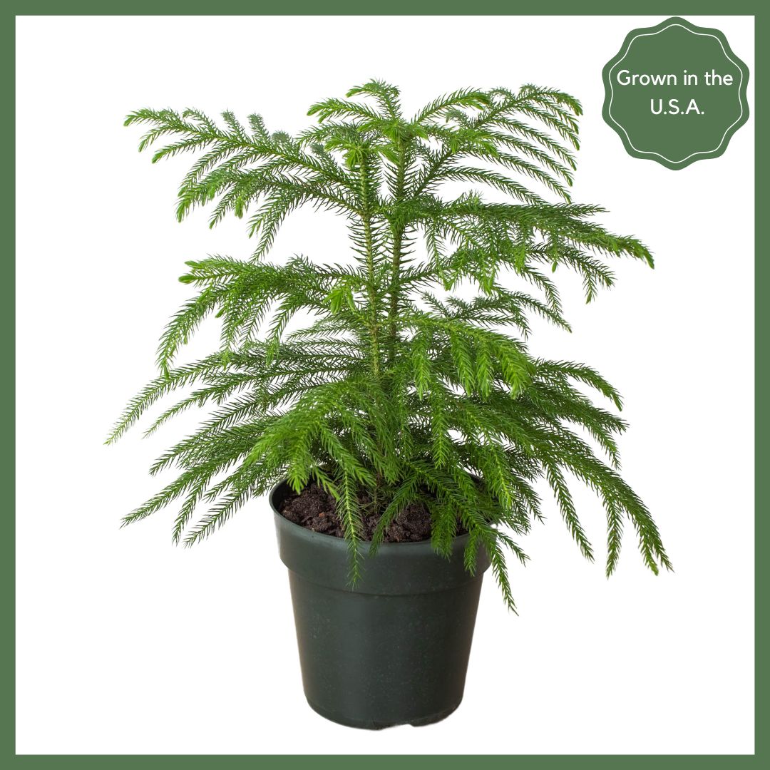 Norfolk 'Island Pine'-thumbmail-3