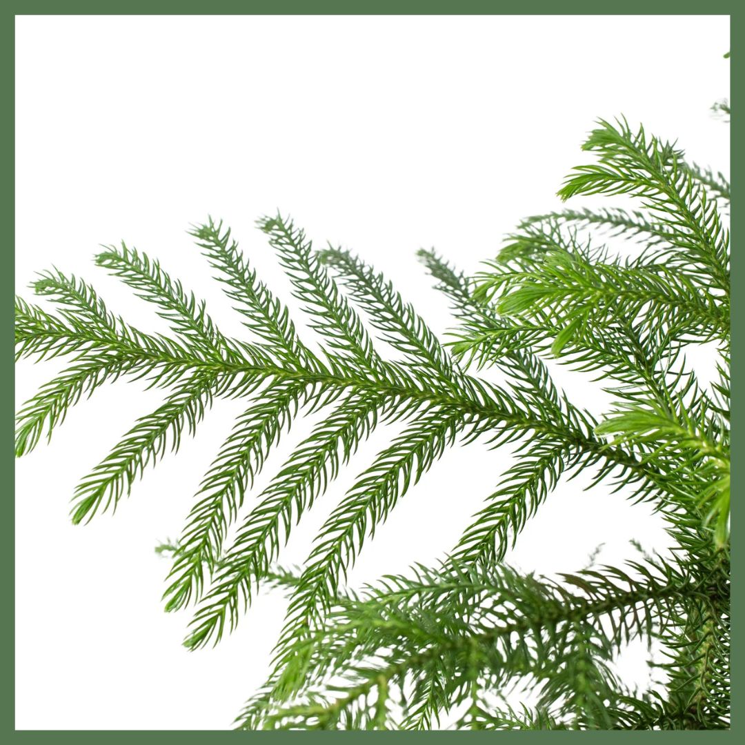 Norfolk 'Island Pine'-thumbmail-2