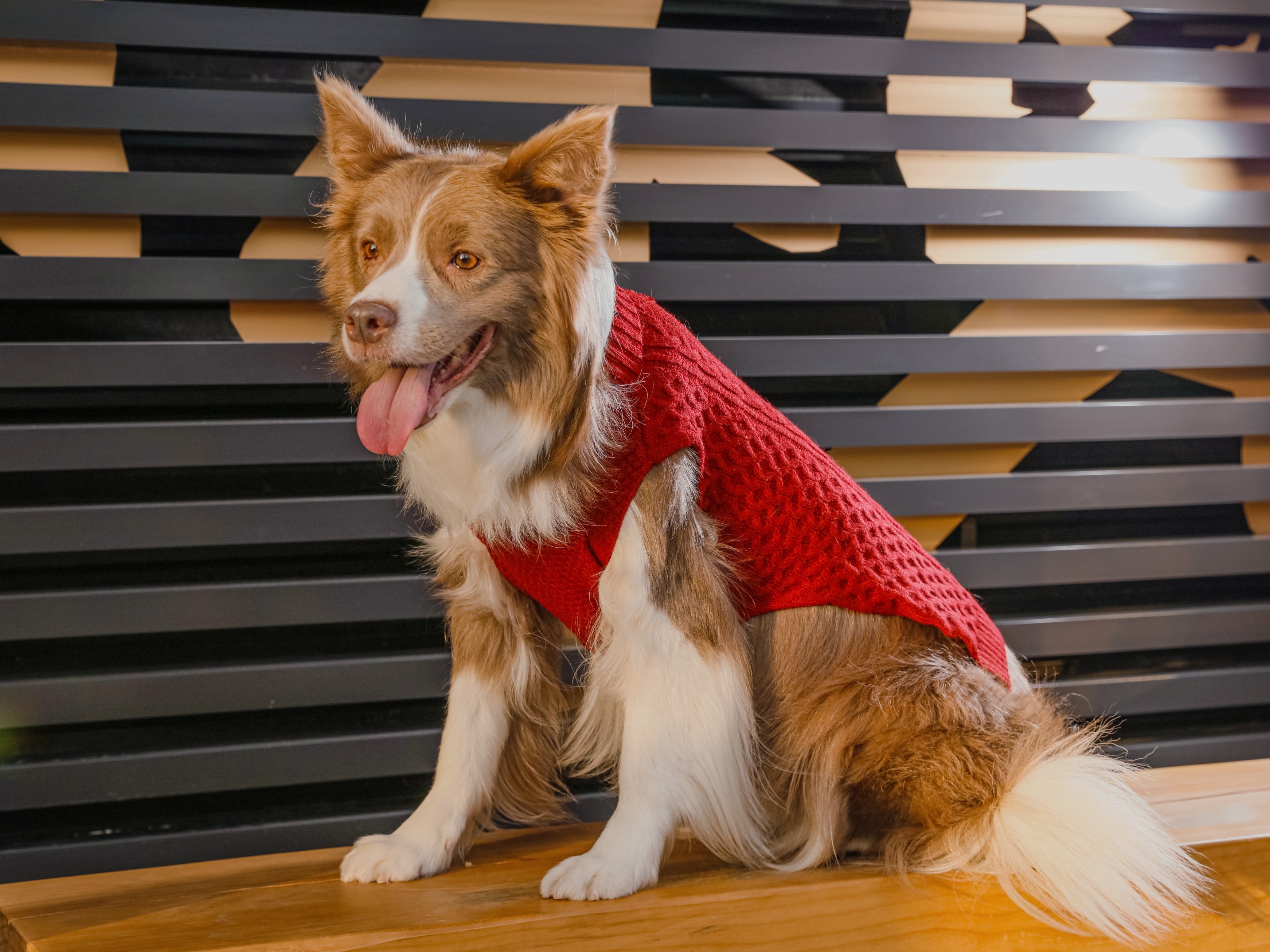Pet Sweater Vest - Red-thumbmail-7