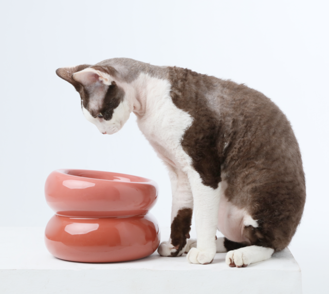 Soufflé Pet Bowl - Rose Pink-thumbmail-5