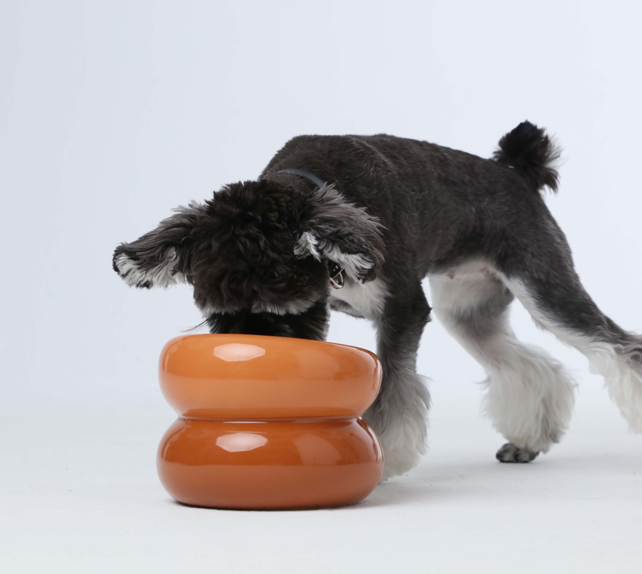 Soufflé Pet Bowl - Amber Orange-thumbmail-10