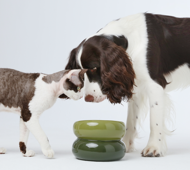 Soufflé Pet Bowl - Avocado Green-thumbmail-3