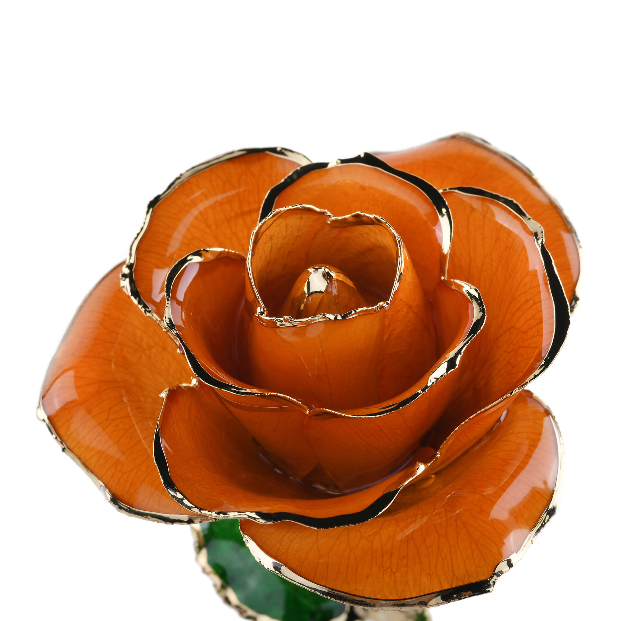 Timeless Rose (Orange)-thumbmail-1