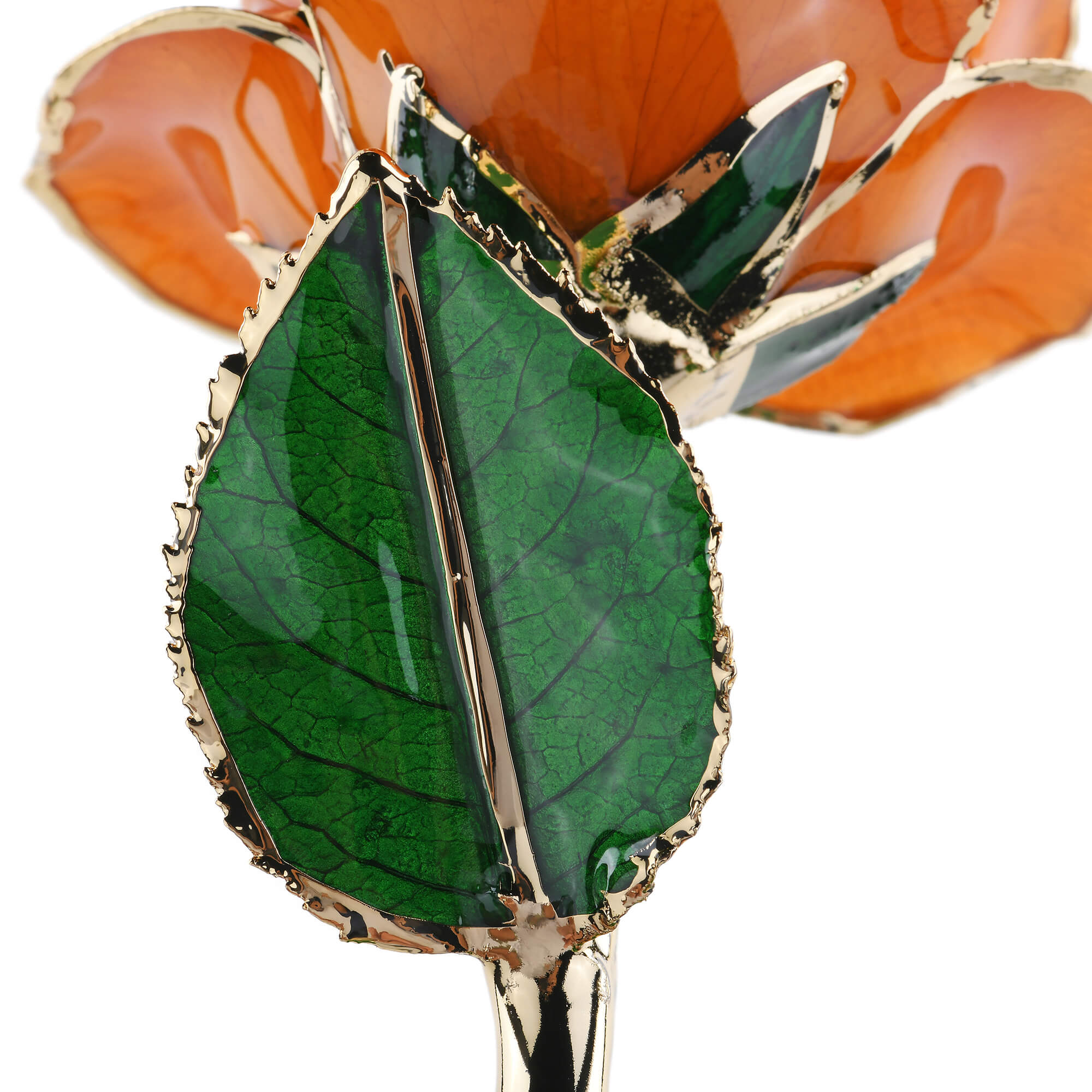 Timeless Rose (Orange)-thumbmail-5