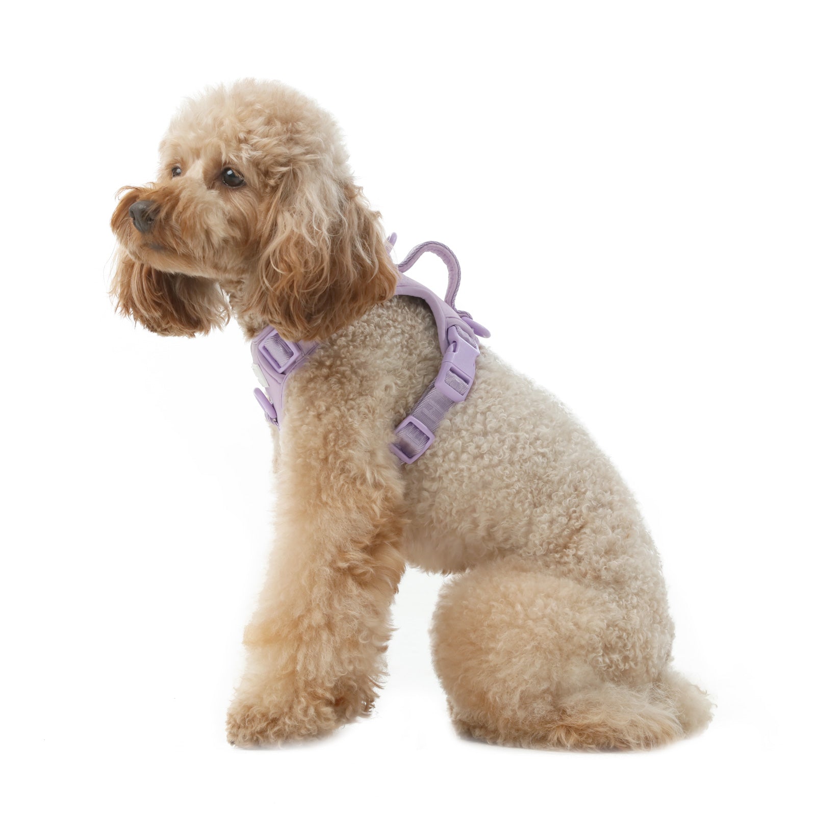 NO PULL ACTIVE  PET HARNESS - MINT PURPLE-thumbmail-4