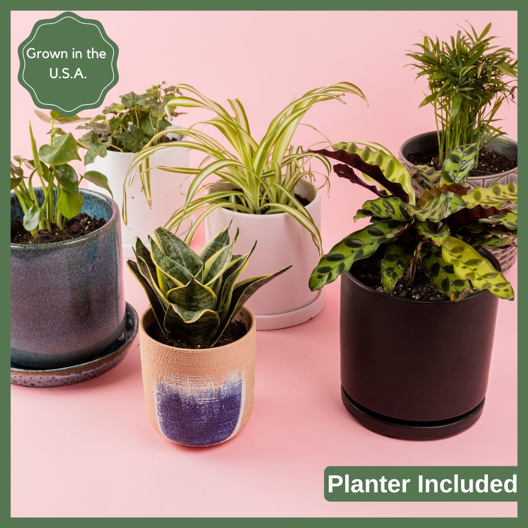 Greenhouse Choice - Surprise Plant-thumbmail-3