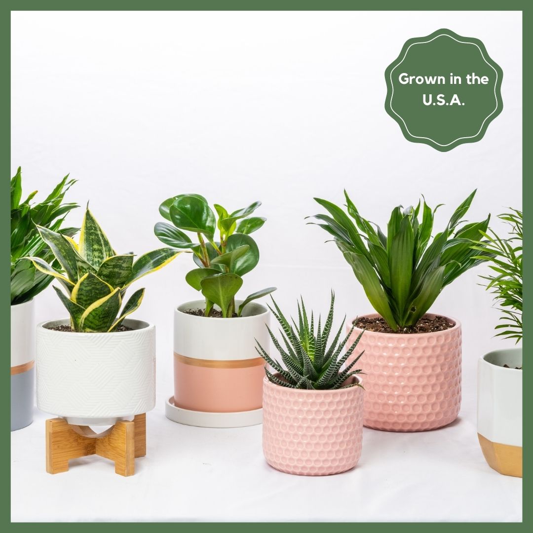 Greenhouse Choice - Surprise Plant-thumbmail-2