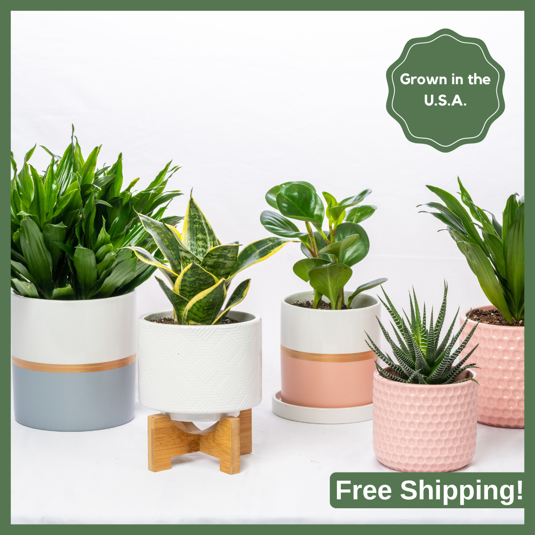 Plant Subscription - 3 Months-thumbmail-3