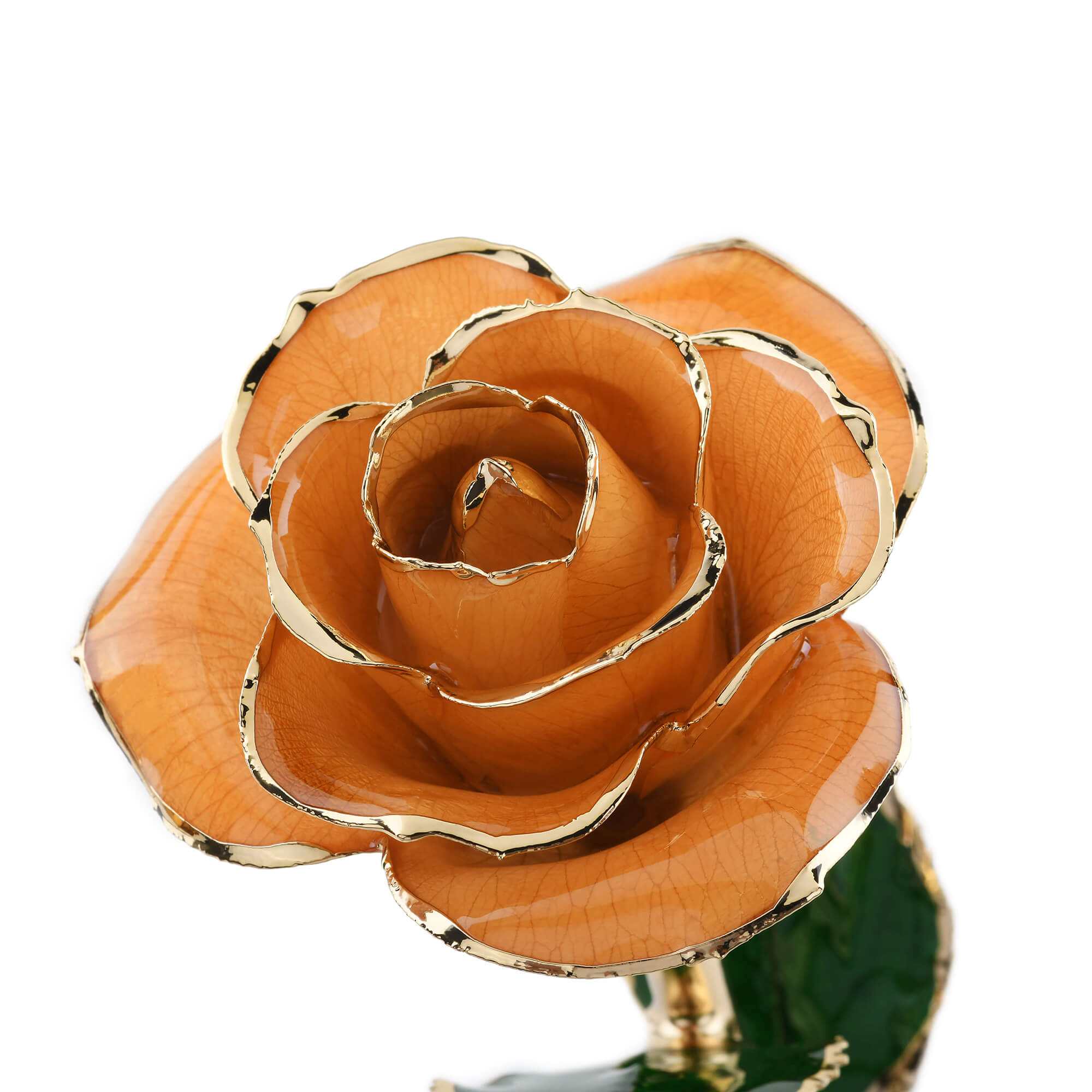 Timeless Rose (Pear)-thumbmail-5