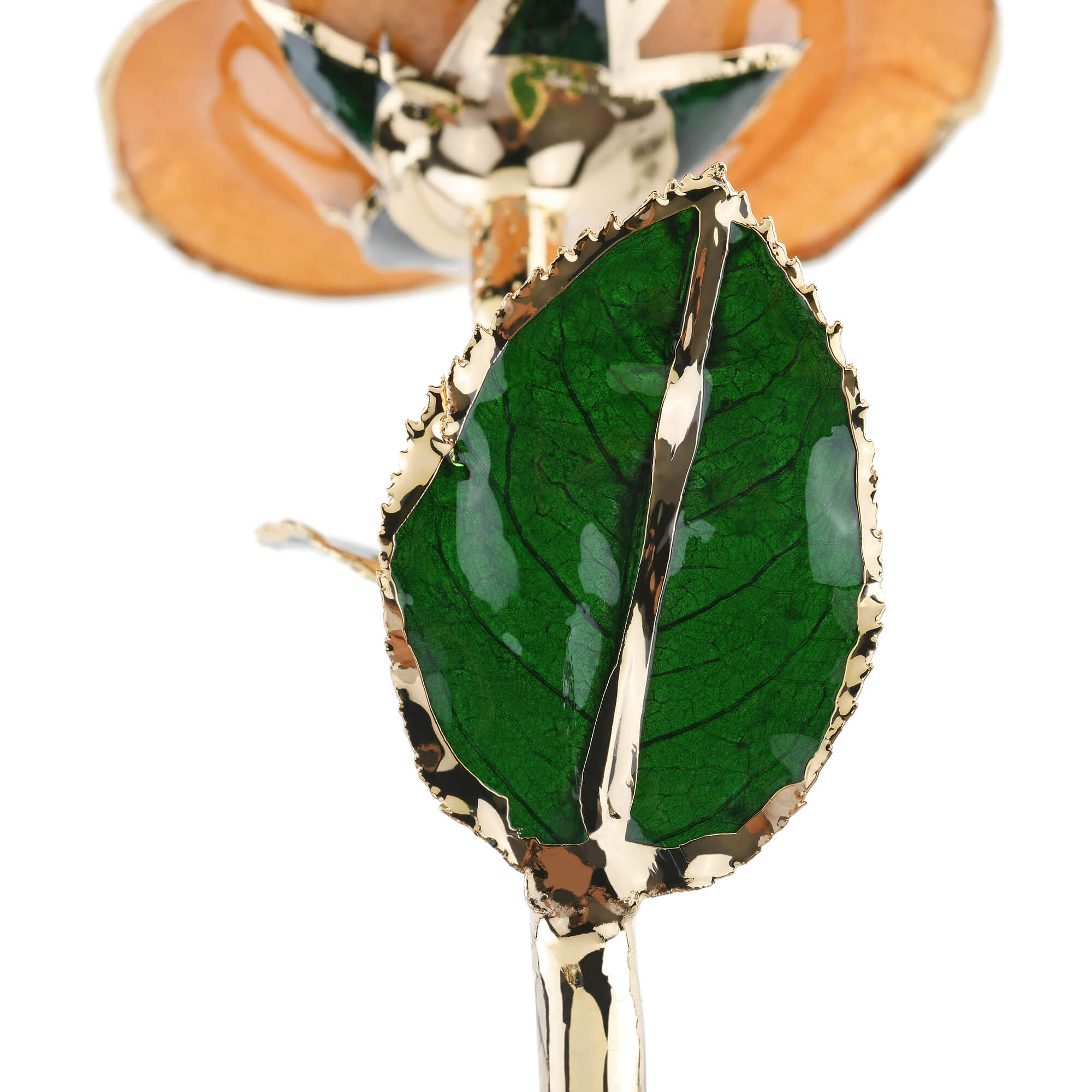 Timeless Rose (Pear)-thumbmail-2