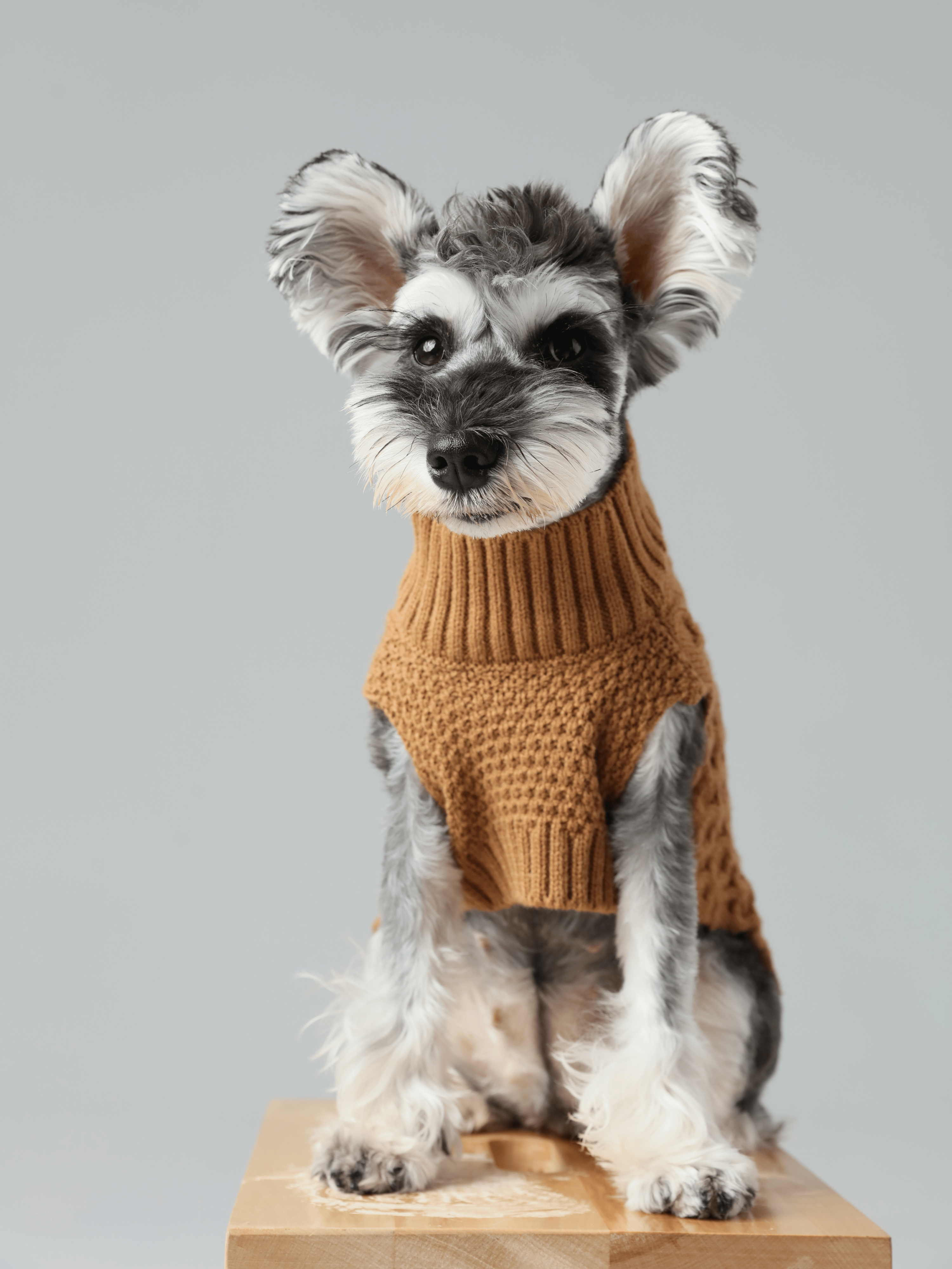 Pet Sweater Vest - Toffee Orange-thumbmail-10
