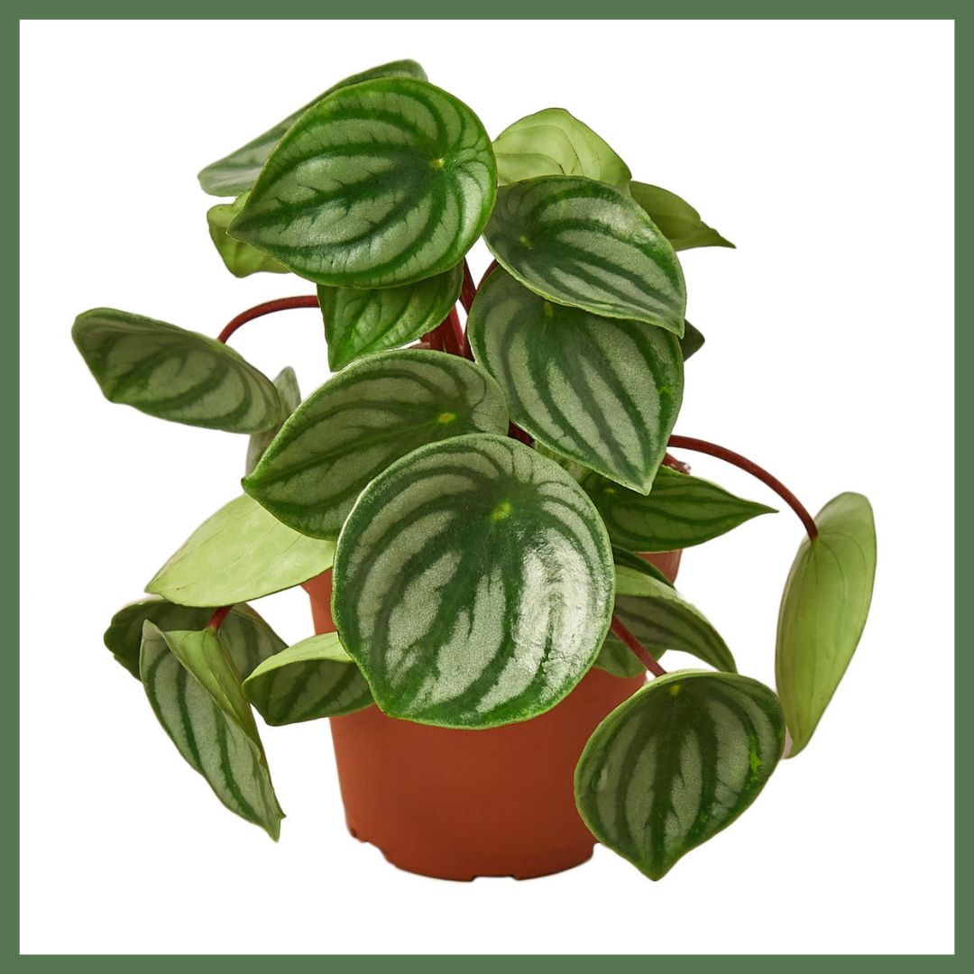 Peperomia Watermelon-thumbmail-1