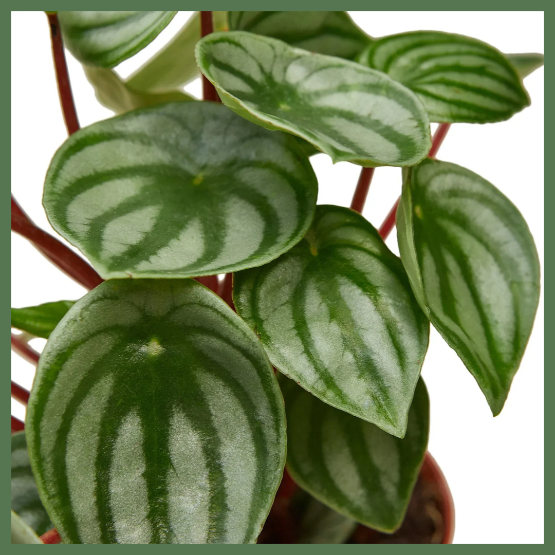 Peperomia Watermelon-thumbmail-2