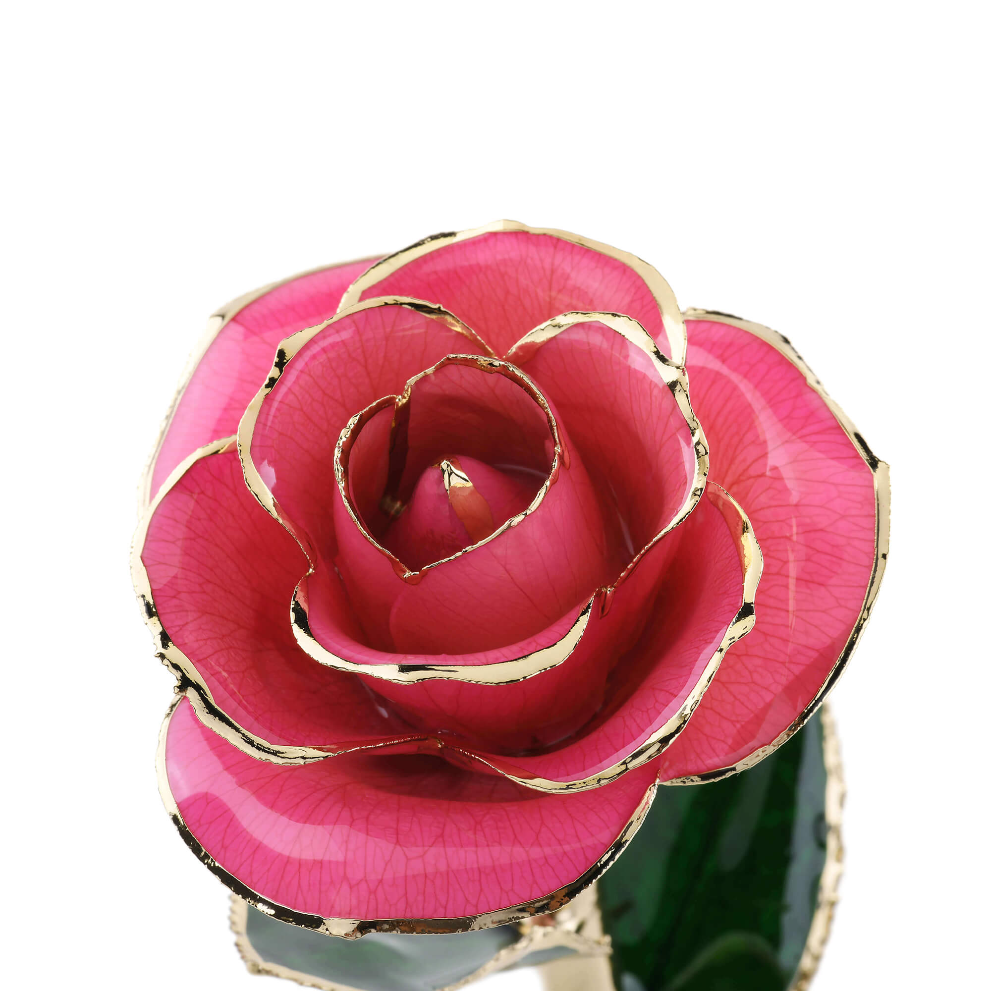 Timeless Rose (Pink)-thumbmail-2