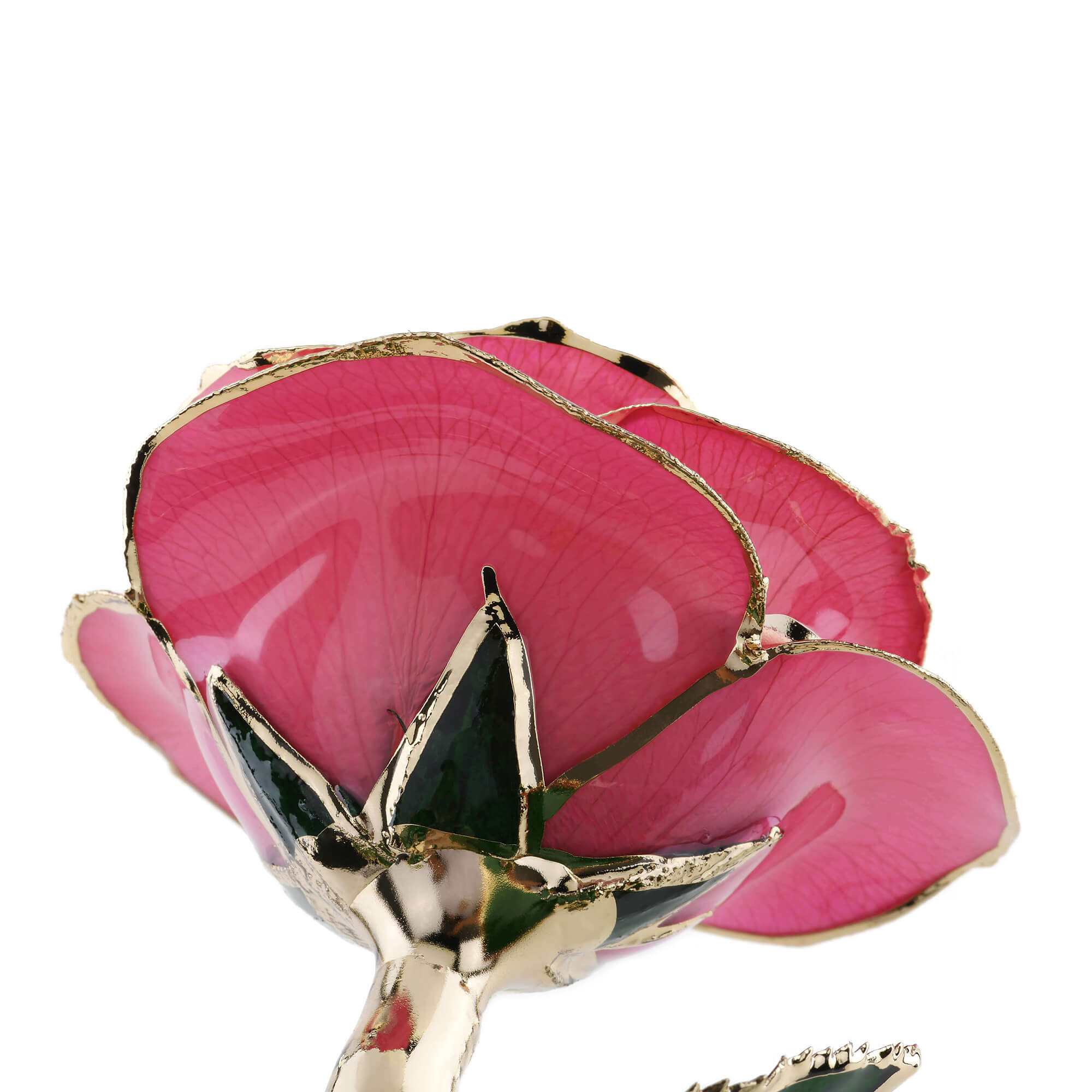 Timeless Rose (Pink)-thumbmail-3