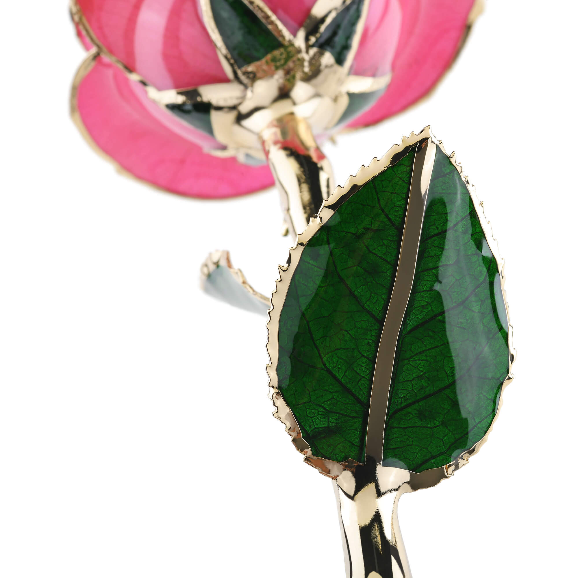 Timeless Rose (Pink)-thumbmail-4