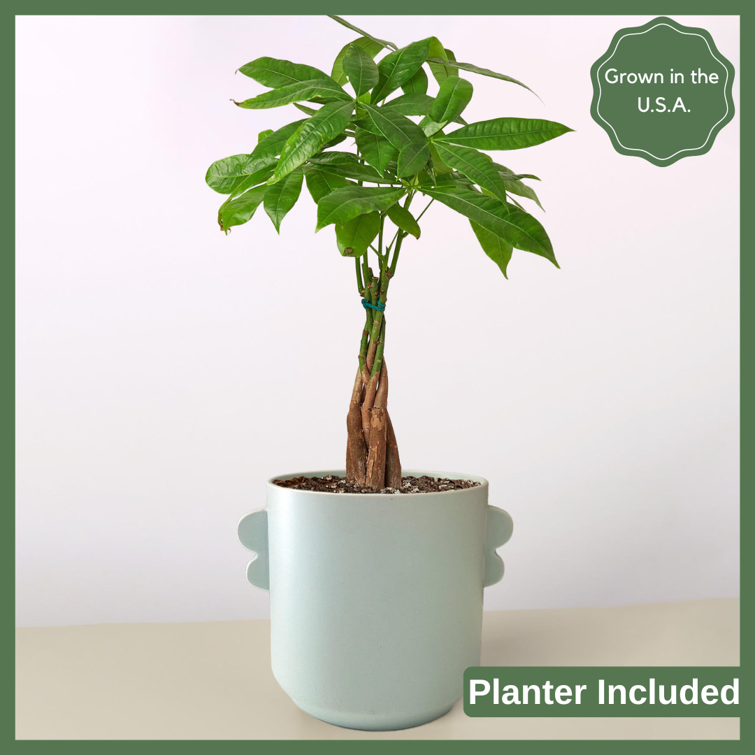 Money Tree Plant in Planter-thumbmail-2