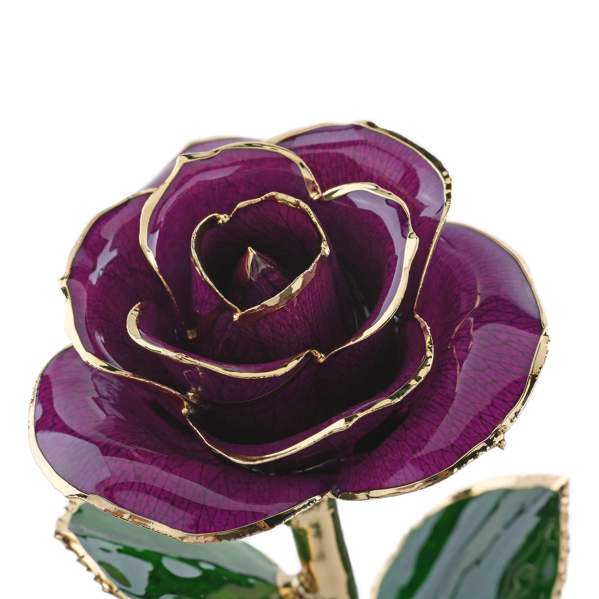 Timeless Rose (Purple)-thumbmail-3