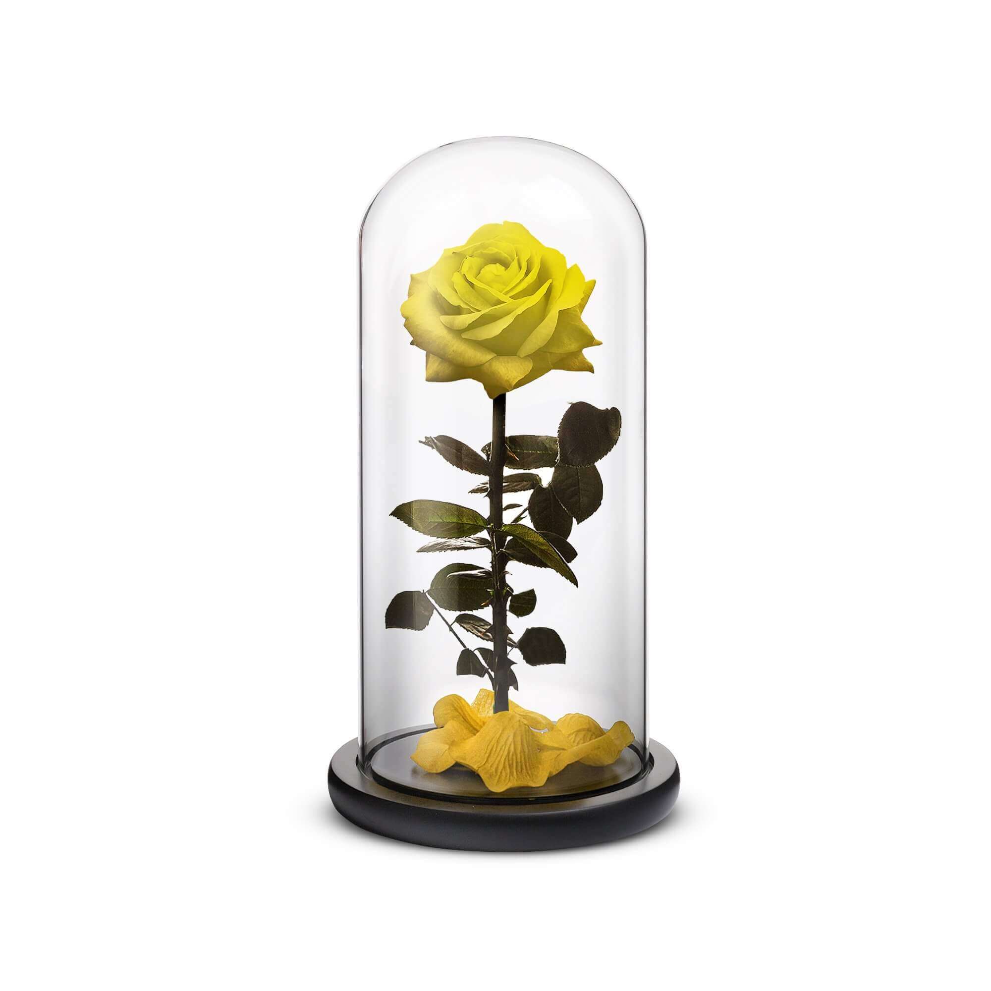 Everlasting Rose (Yellow)-thumbmail-1
