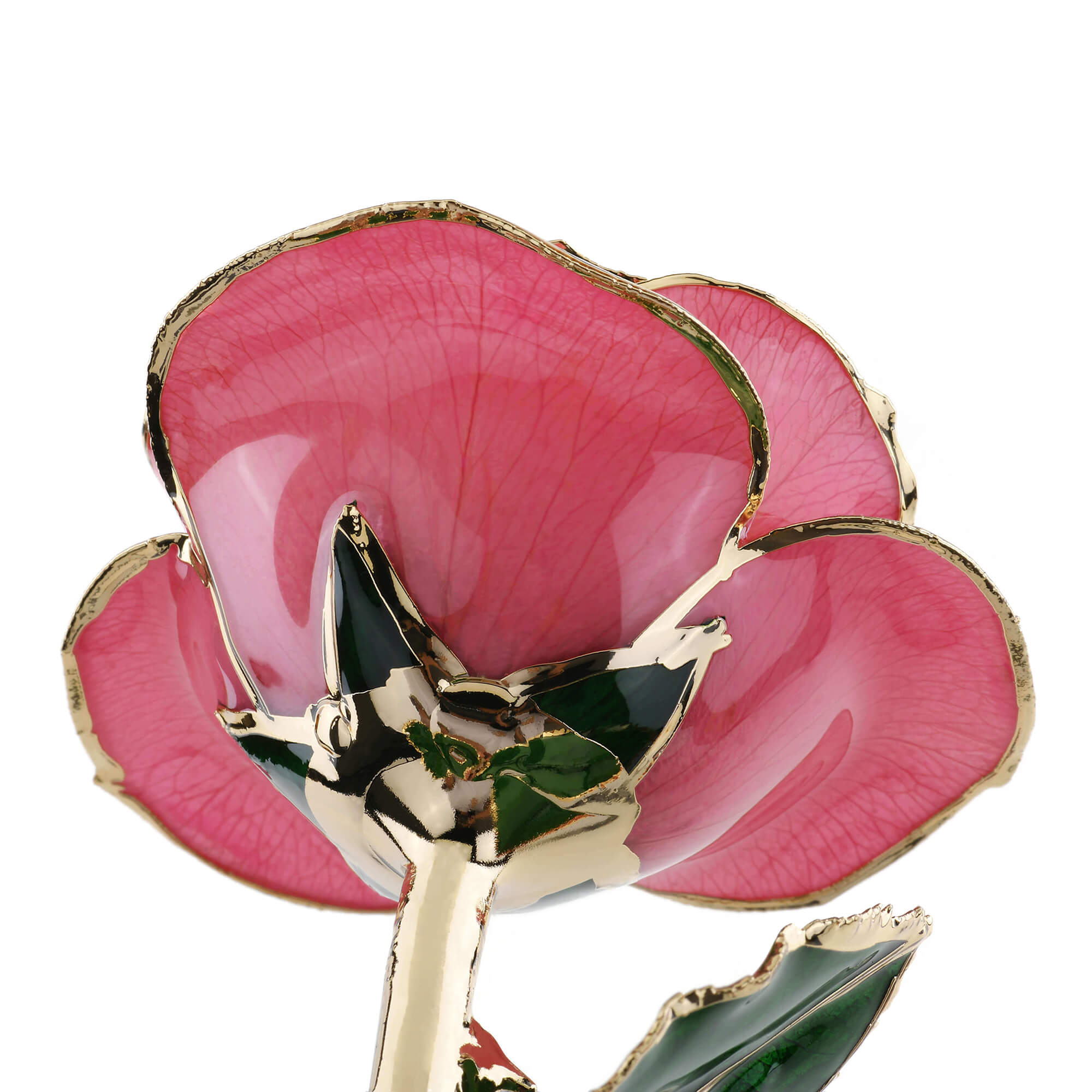 Timeless Rose (Rich Pink)-thumbmail-4
