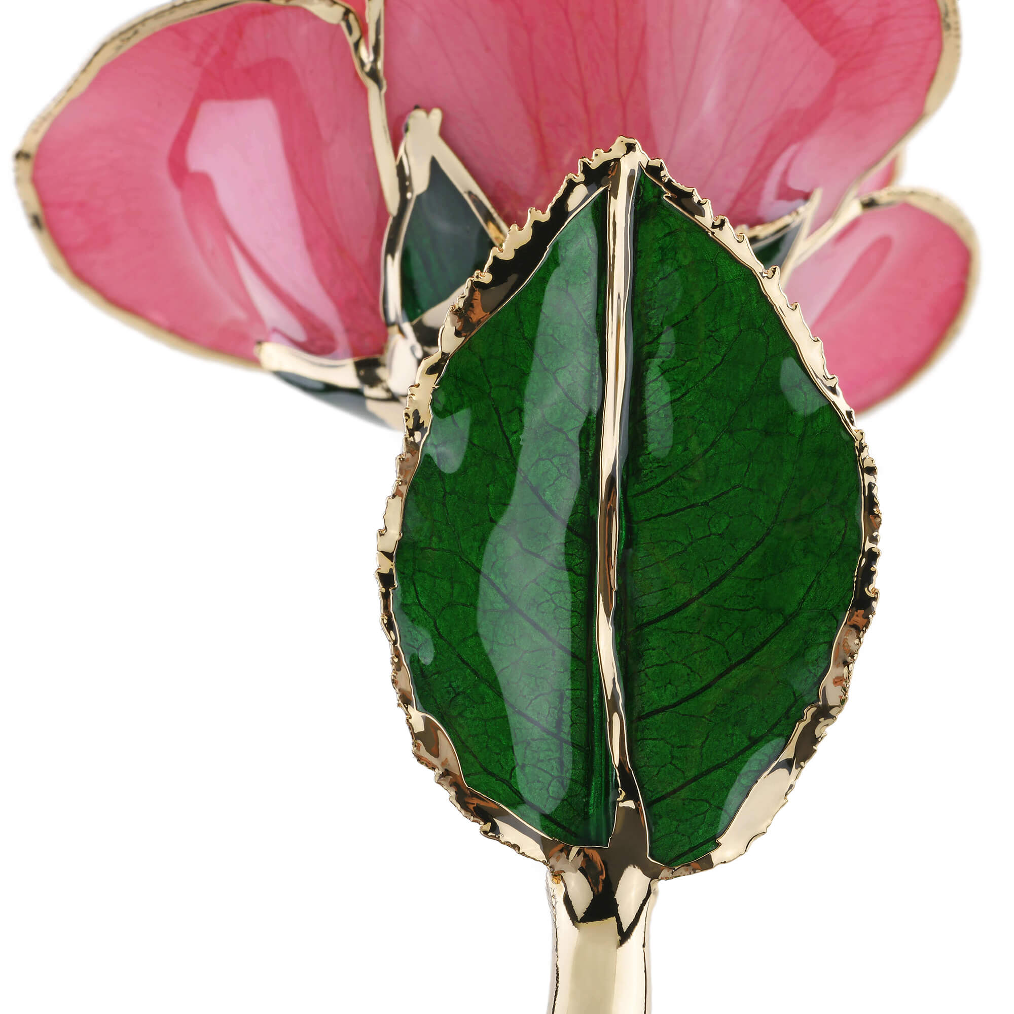 Timeless Rose (Rich Pink)-thumbmail-5