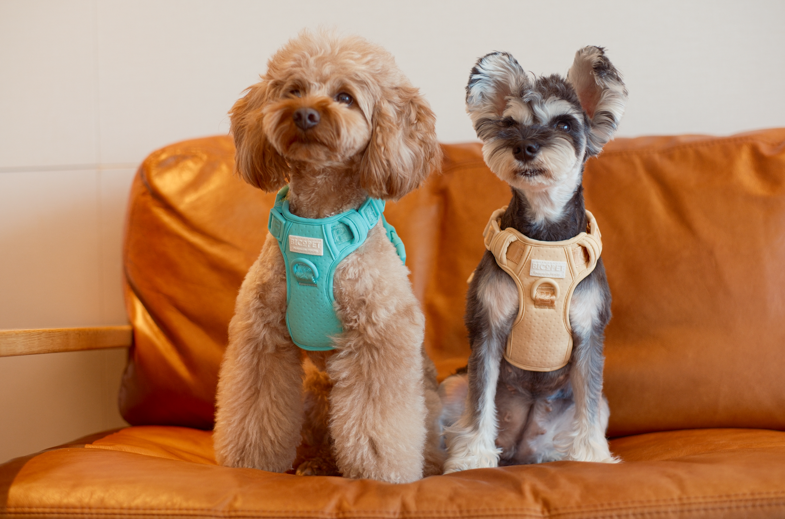 NO PULL ACTIVE  PET HARNESS - MINT GREEN-thumbmail-6