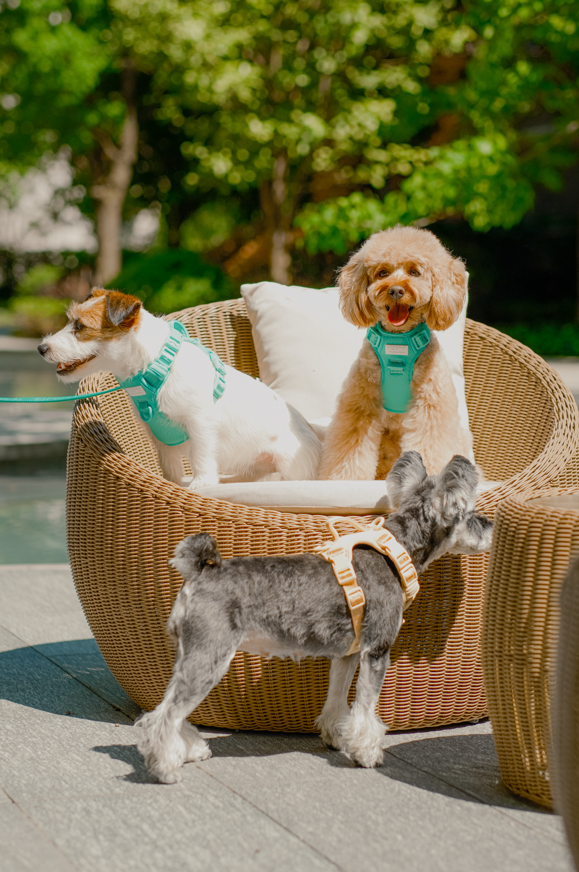 NO PULL ACTIVE  PET HARNESS - MINT GREEN-thumbmail-8
