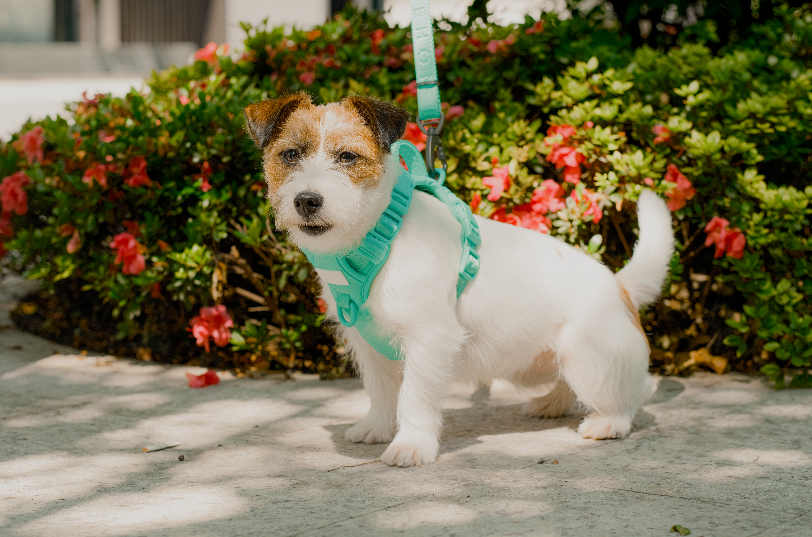 NO PULL ACTIVE  PET HARNESS - MINT GREEN-thumbmail-10