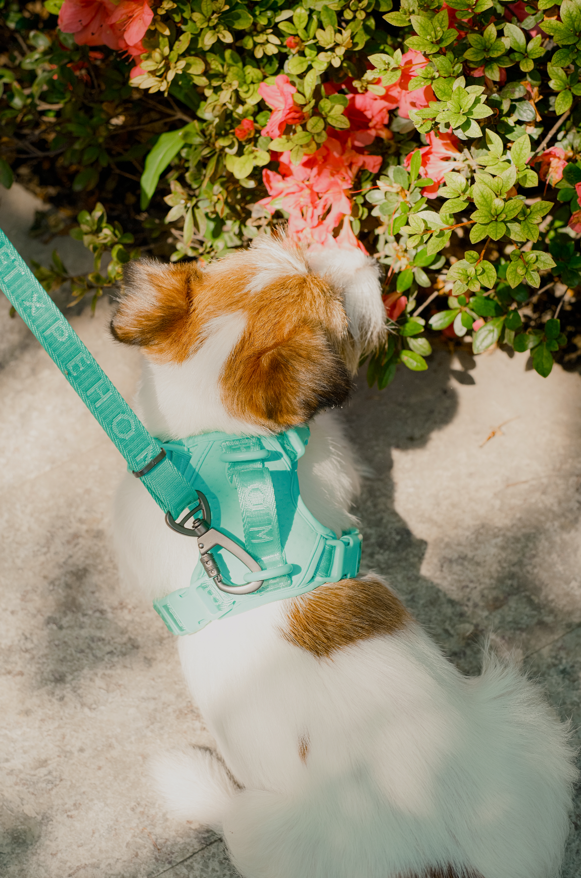 NO PULL ACTIVE  PET HARNESS - MINT GREEN-thumbmail-2
