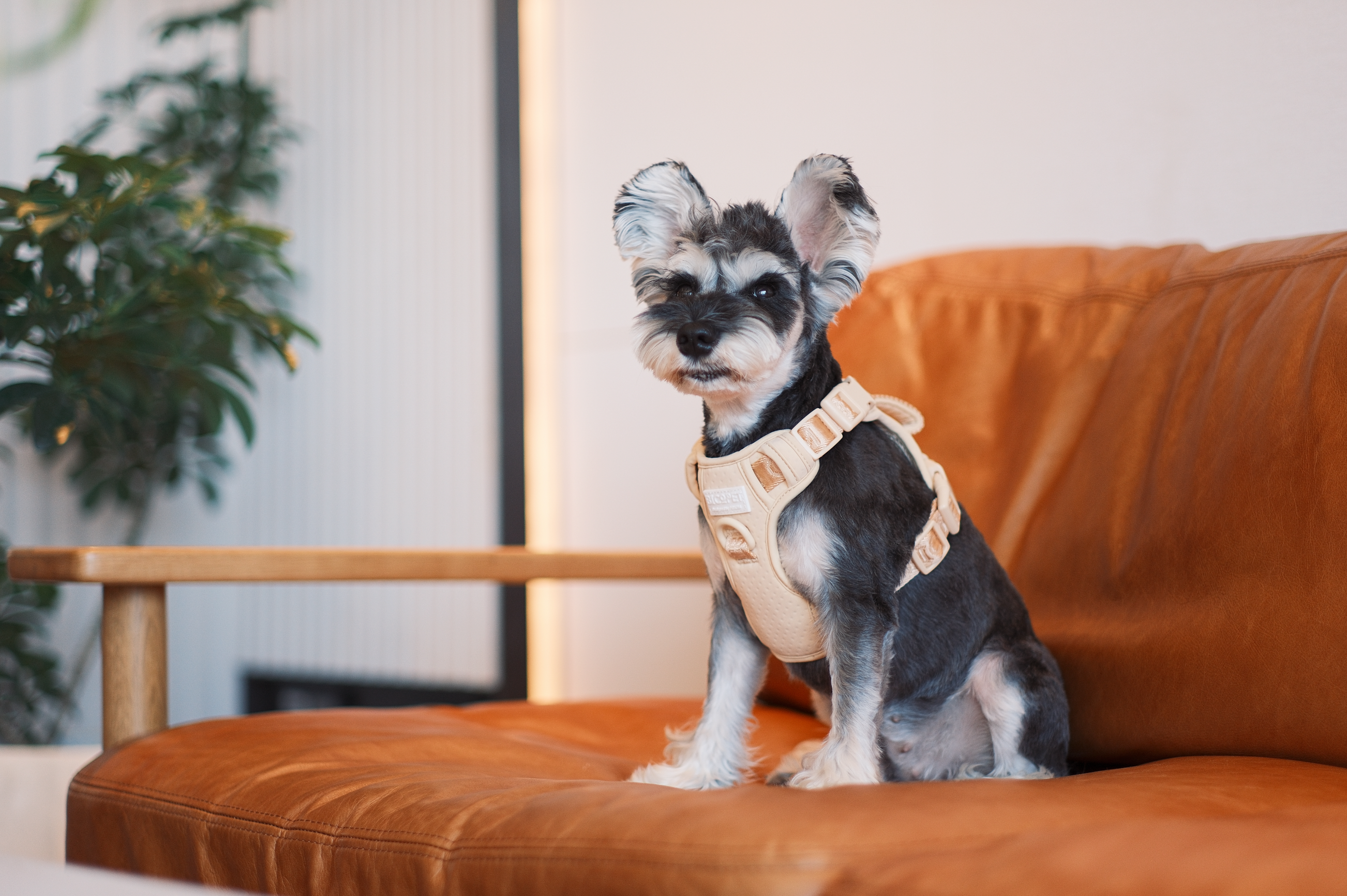 NO PULL ACTIVE  PET HARNESS - APRICOT-thumbmail-3