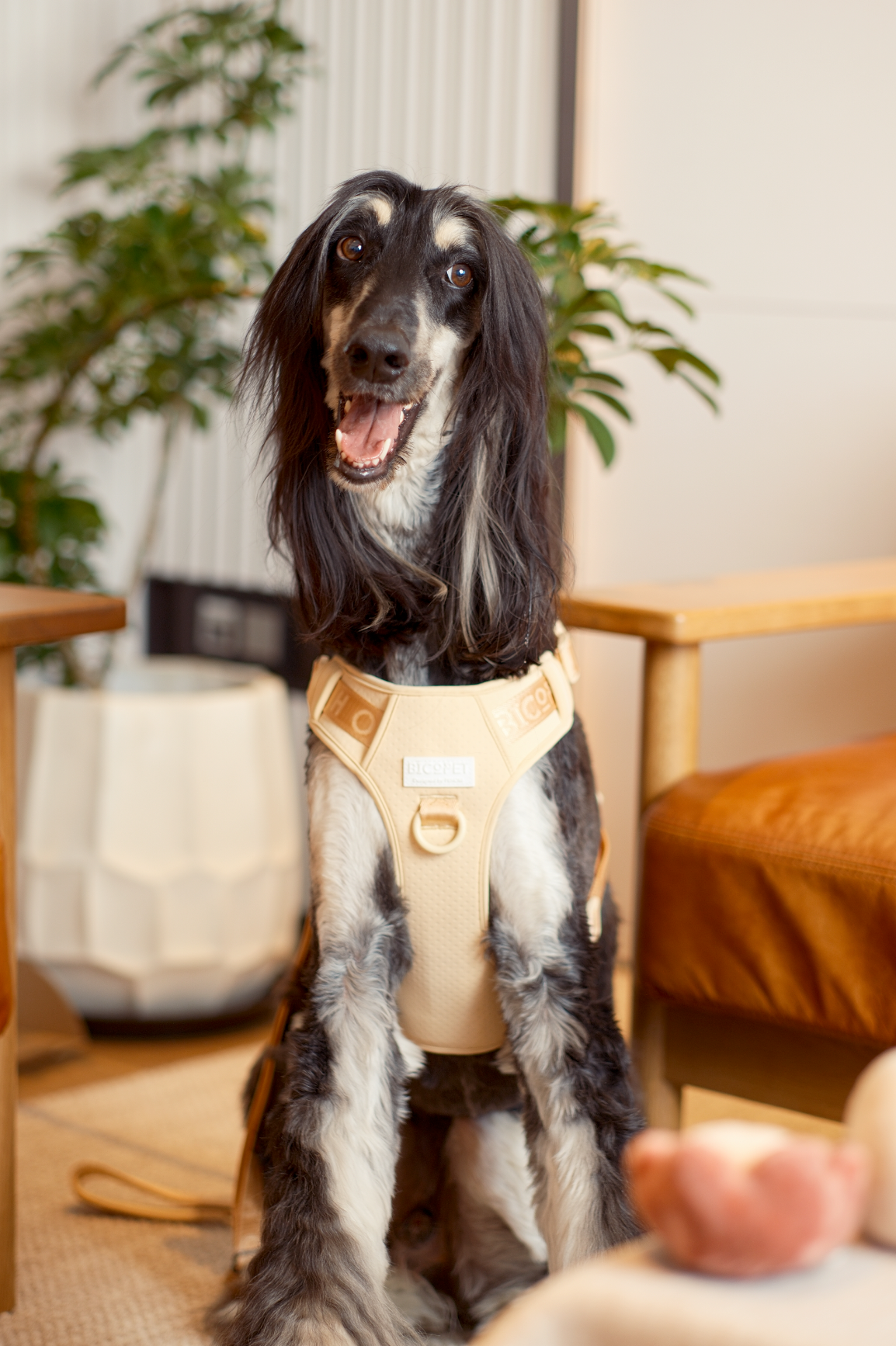 NO PULL ACTIVE  PET HARNESS - APRICOT-thumbmail-5