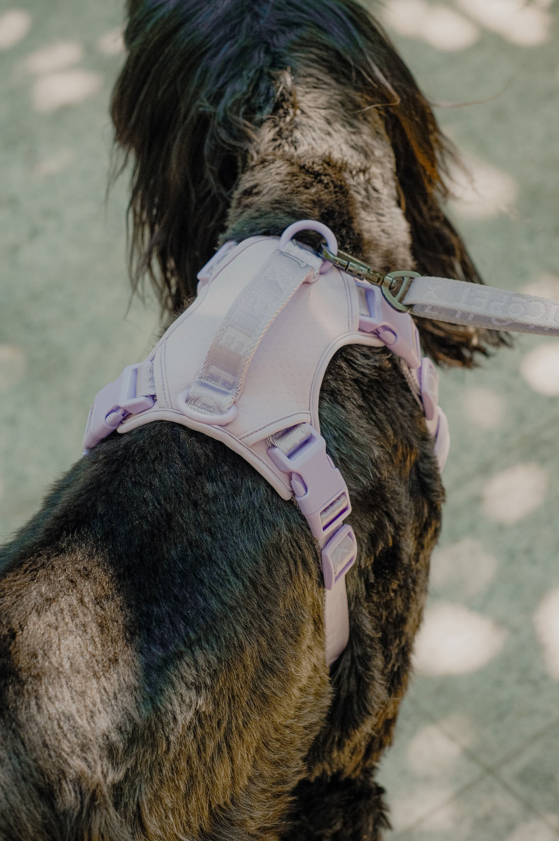 NO PULL ACTIVE  PET HARNESS - MINT PURPLE-thumbmail-7