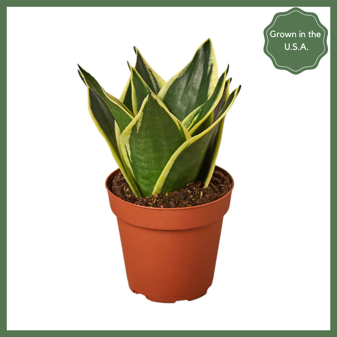 Serpent's Charm Snake Plant-thumbmail-1